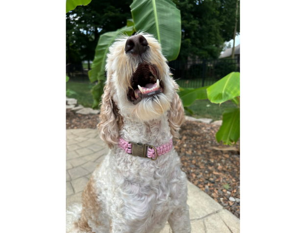 Cobra Braid in Pink & White Stripes - Handmade Dog Collar - American Bark Bliss