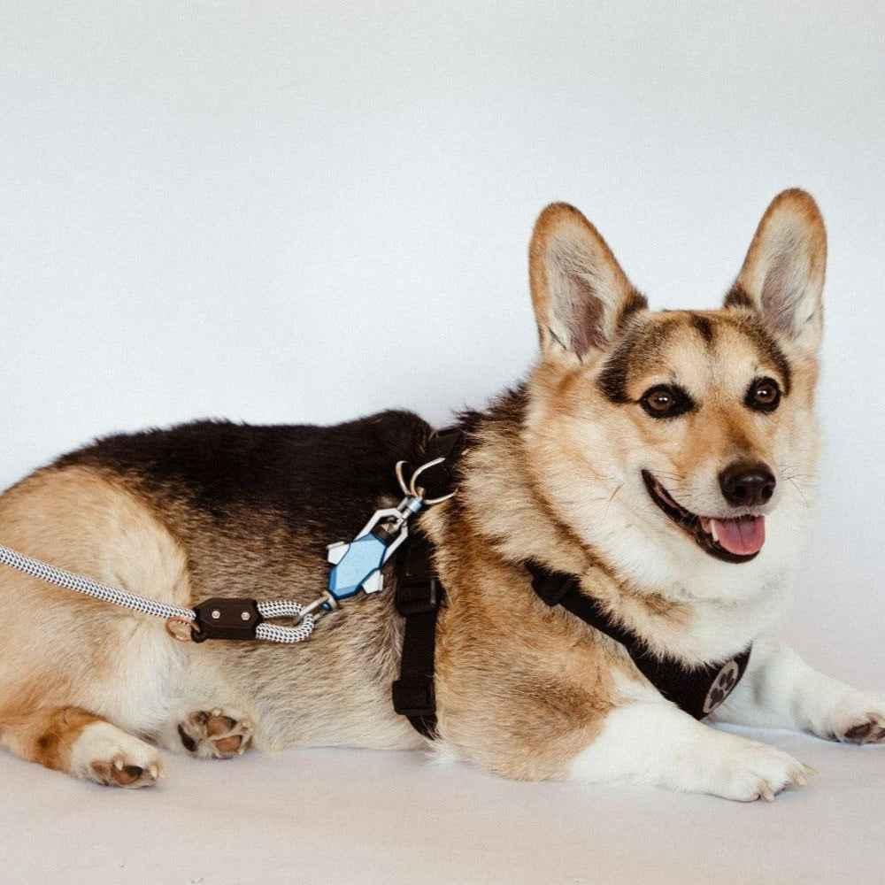 Patented Magnetic Dog Leash - American Bark Bliss