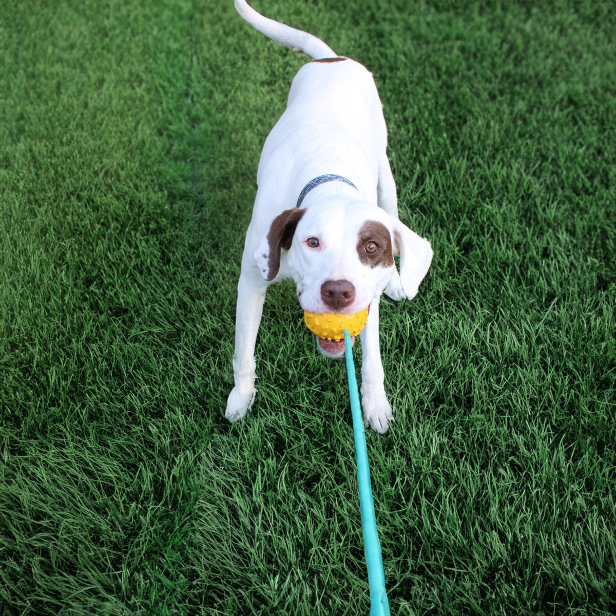 Mako Durable Chew Rope Toy for Dogs - American Bark Bliss
