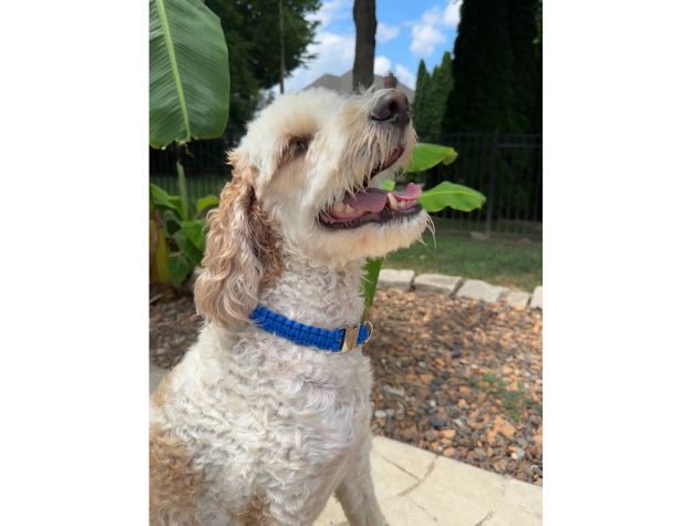 Cobra Braid in Royal Blue - Handmade Dog Collar - American Bark Bliss