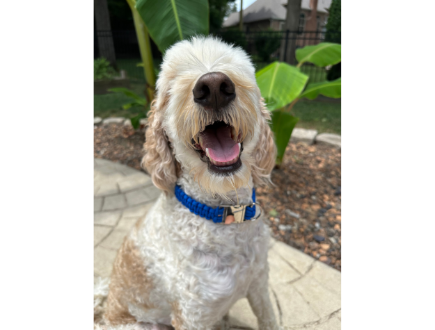 Cobra Braid in Royal Blue - Handmade Dog Collar - American Bark Bliss