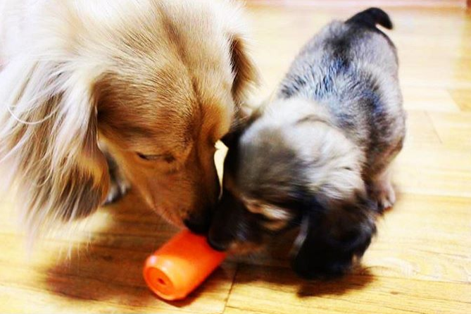 Can Toy eDispenser Durable Rubber Chew Toy & Treat Dispenser - Average Chewer - American Bark Bliss