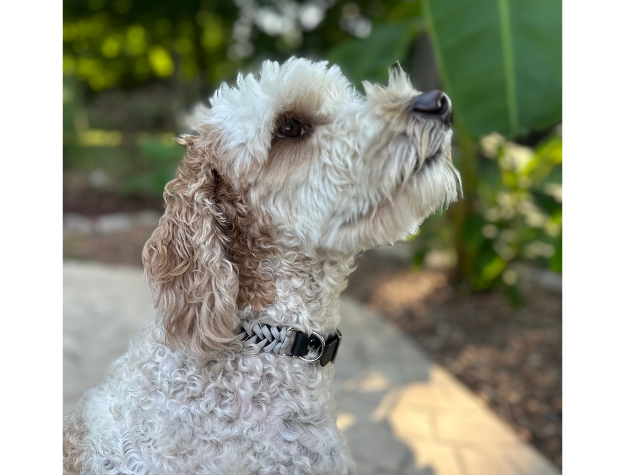 Fishtail Hand Braided Dog Collar in Black & Smoke - American Bark Bliss