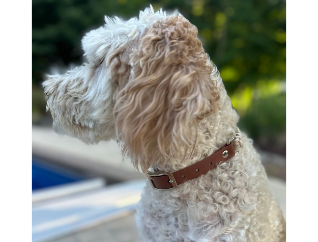 Fishtail Hand Braided Dog Collar in Tan & Cream - American Bark Bliss