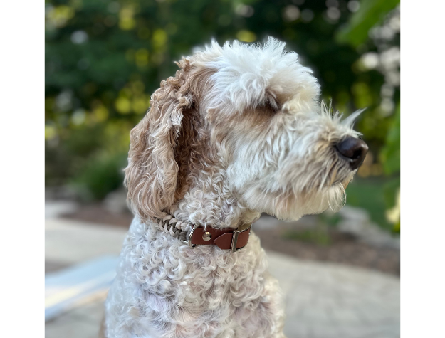 Fishtail Hand Braided Dog Collar in Tan & Cream - American Bark Bliss
