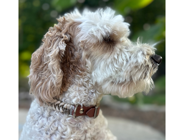 Fishtail Hand Braided Dog Collar in Tan & Cream - American Bark Bliss