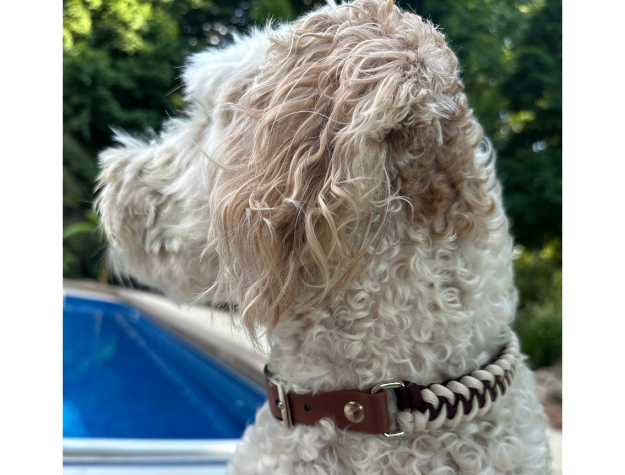 Fishtail Hand Braided Dog Collar in Burgundy & Cream - American Bark Bliss