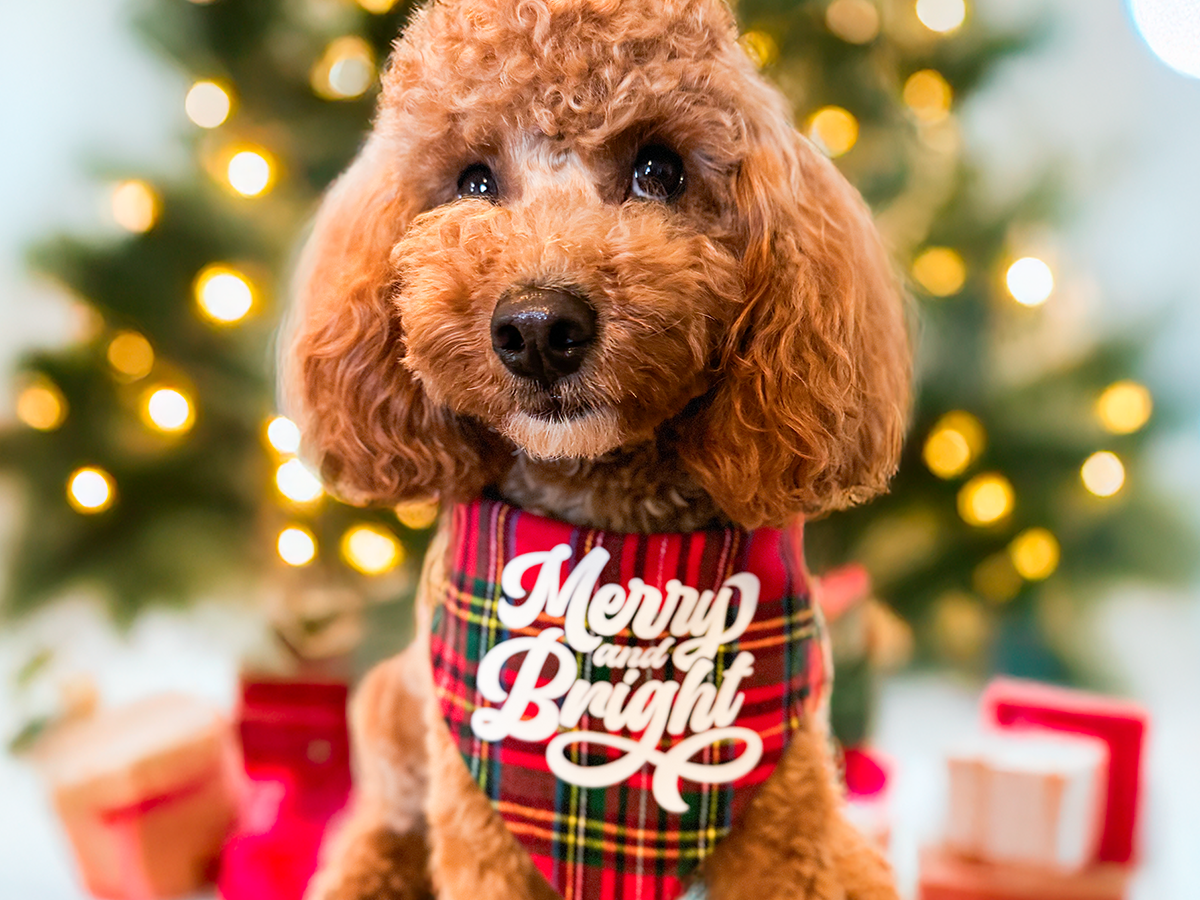 "Merry and Bright" Reversible Dog Bandana - American Bark Bliss