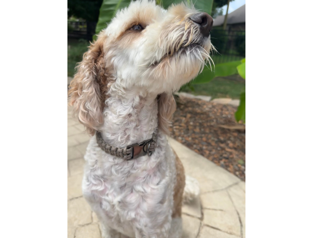 Cobra Braid in Tan - Handmade Dog Collar - American Bark Bliss