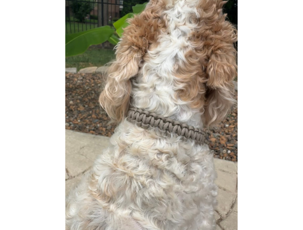 Cobra Braid in Tan - Handmade Dog Collar - American Bark Bliss