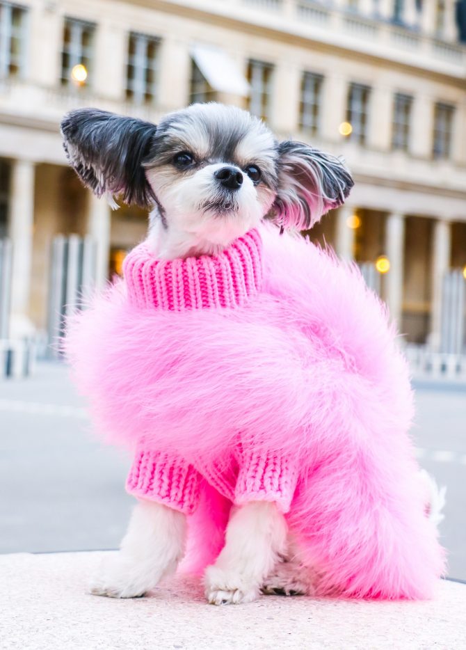 Luxury Feathered Pet Sweater by Furr Baby Gifts