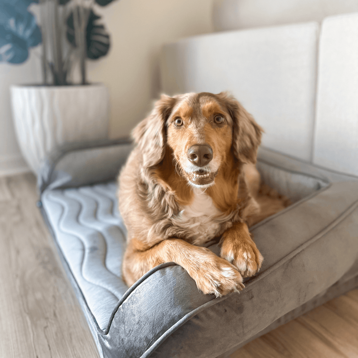 PupChill Cooling Bolster Bed for Dogs - American Bark Bliss