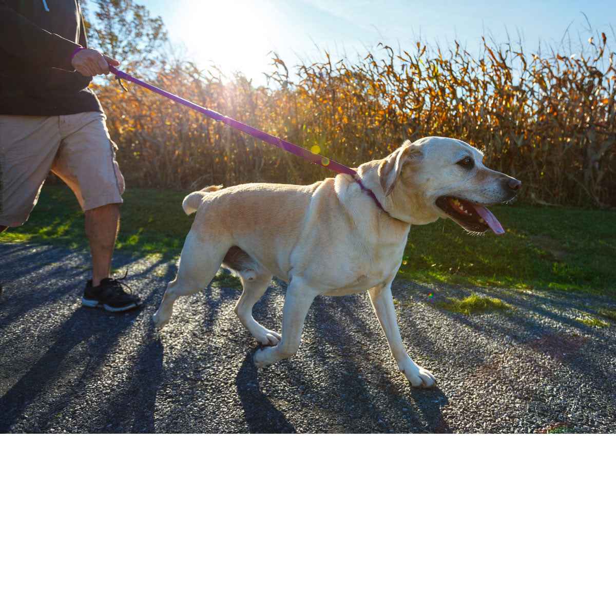 Shorter No Pull Leash - Urban Walk'r