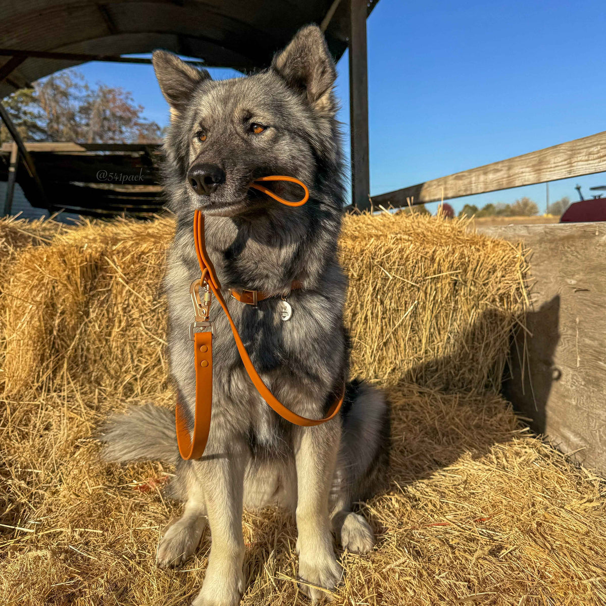 Waterproof Leash - American Bark Bliss