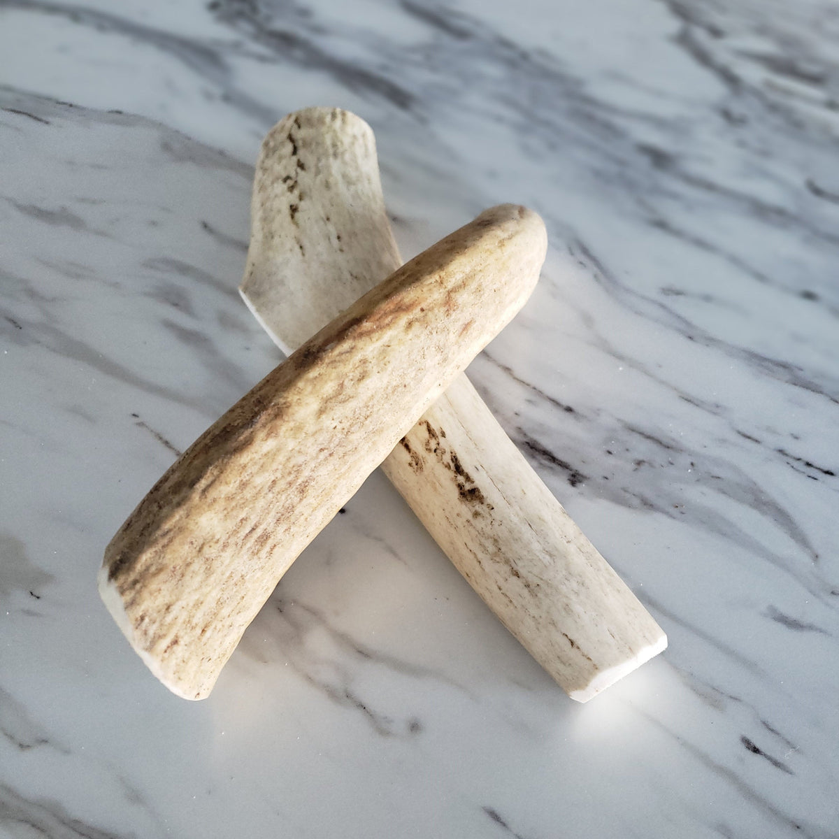Medium Whole Elk Antler for Dogs – 6–8"