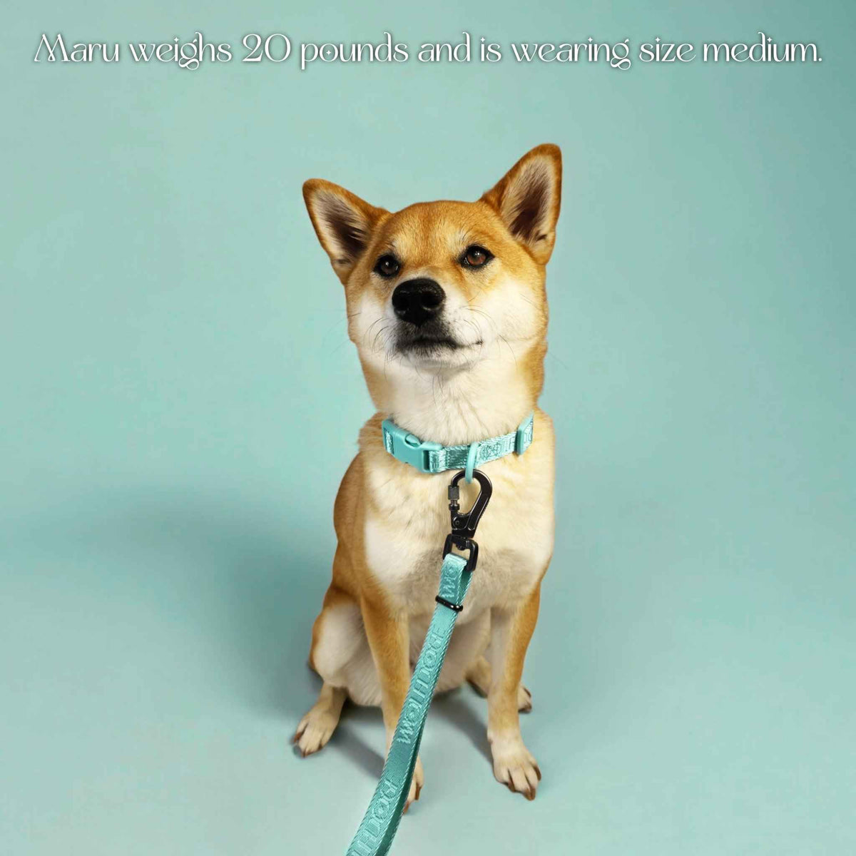 Wolfdoge Signature Leash - American Bark Bliss