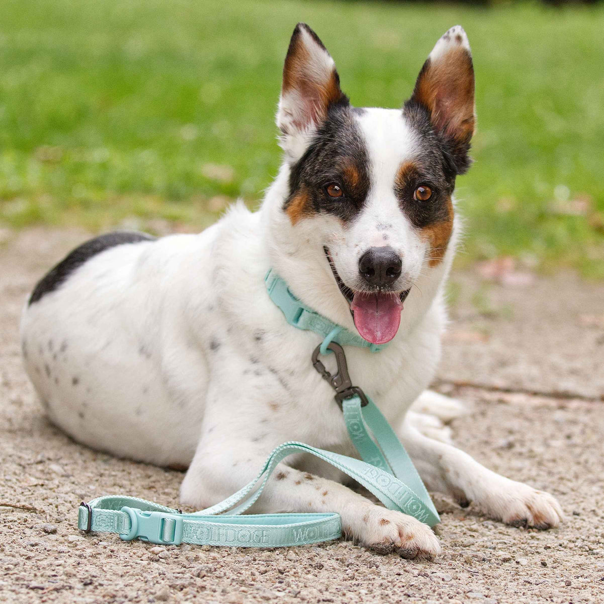 Wolfdoge Signature Leash - American Bark Bliss