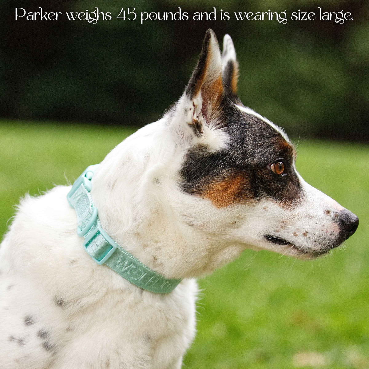 Wolfdoge Signature Collar - American Bark Bliss