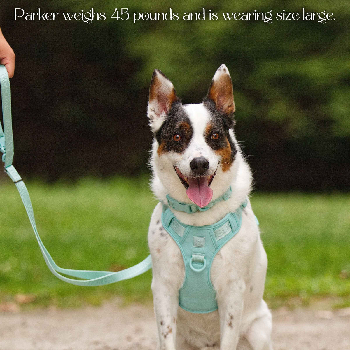Wolfdoge Signature Harness - American Bark Bliss