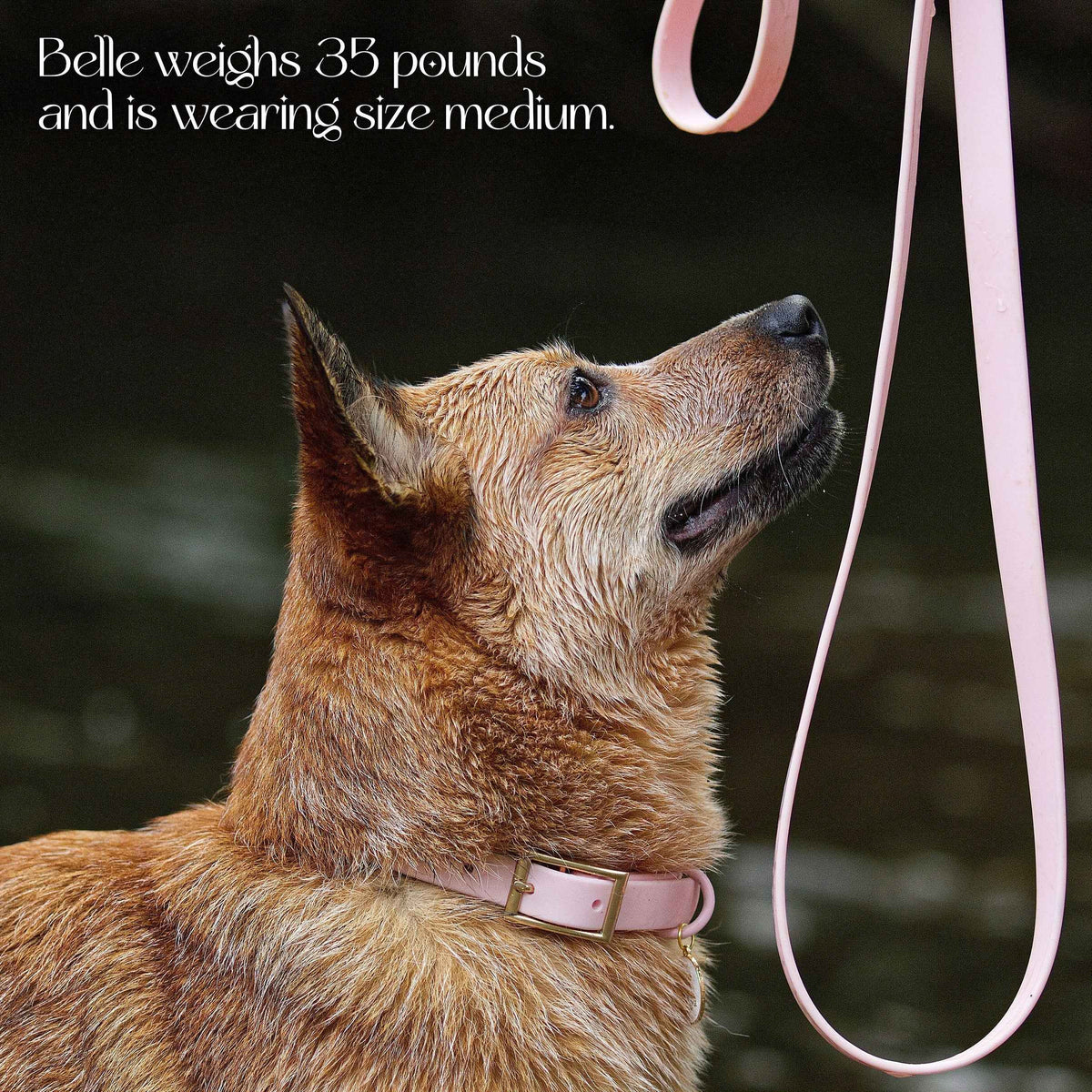 Waterproof Collar - American Bark Bliss