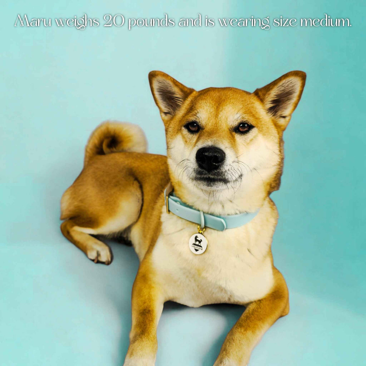 Waterproof Collar - American Bark Bliss