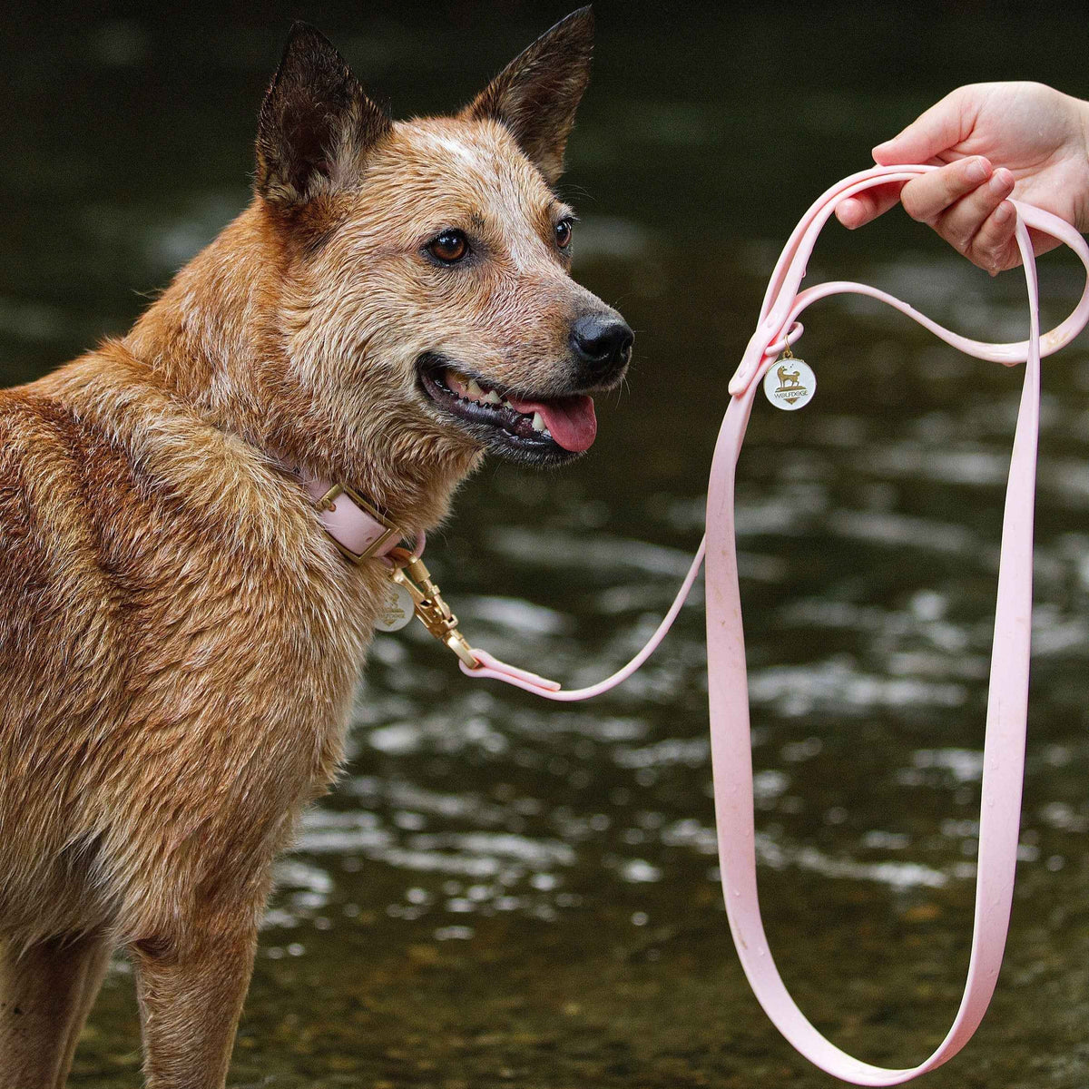 Waterproof Leash - American Bark Bliss