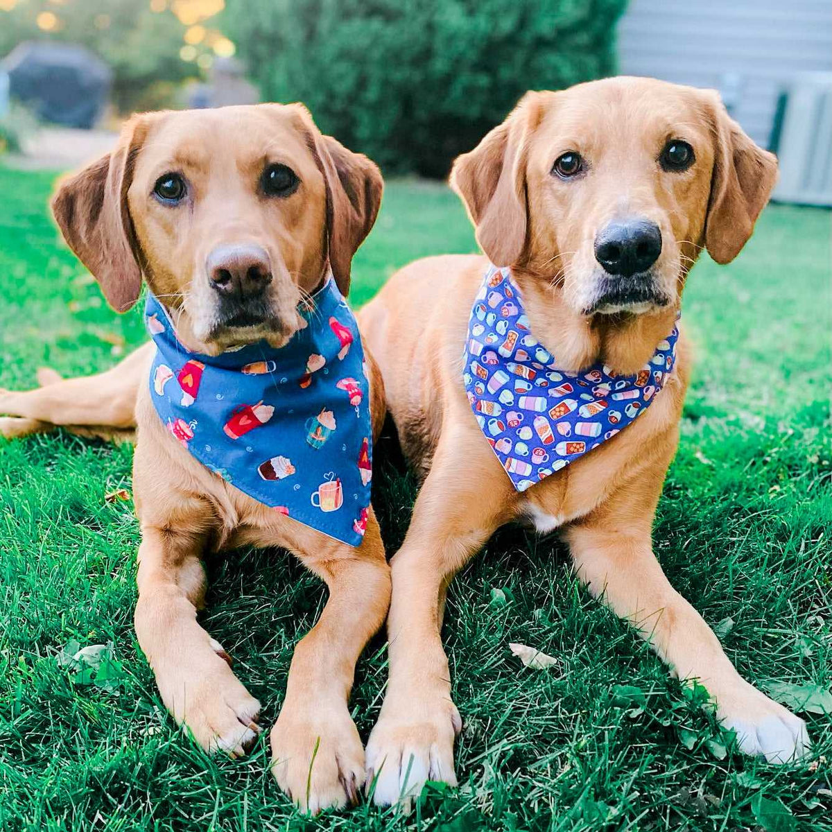 "Birthday Boy" Metallic Blue on Black Confetti Dog Bandana - American Bark Bliss