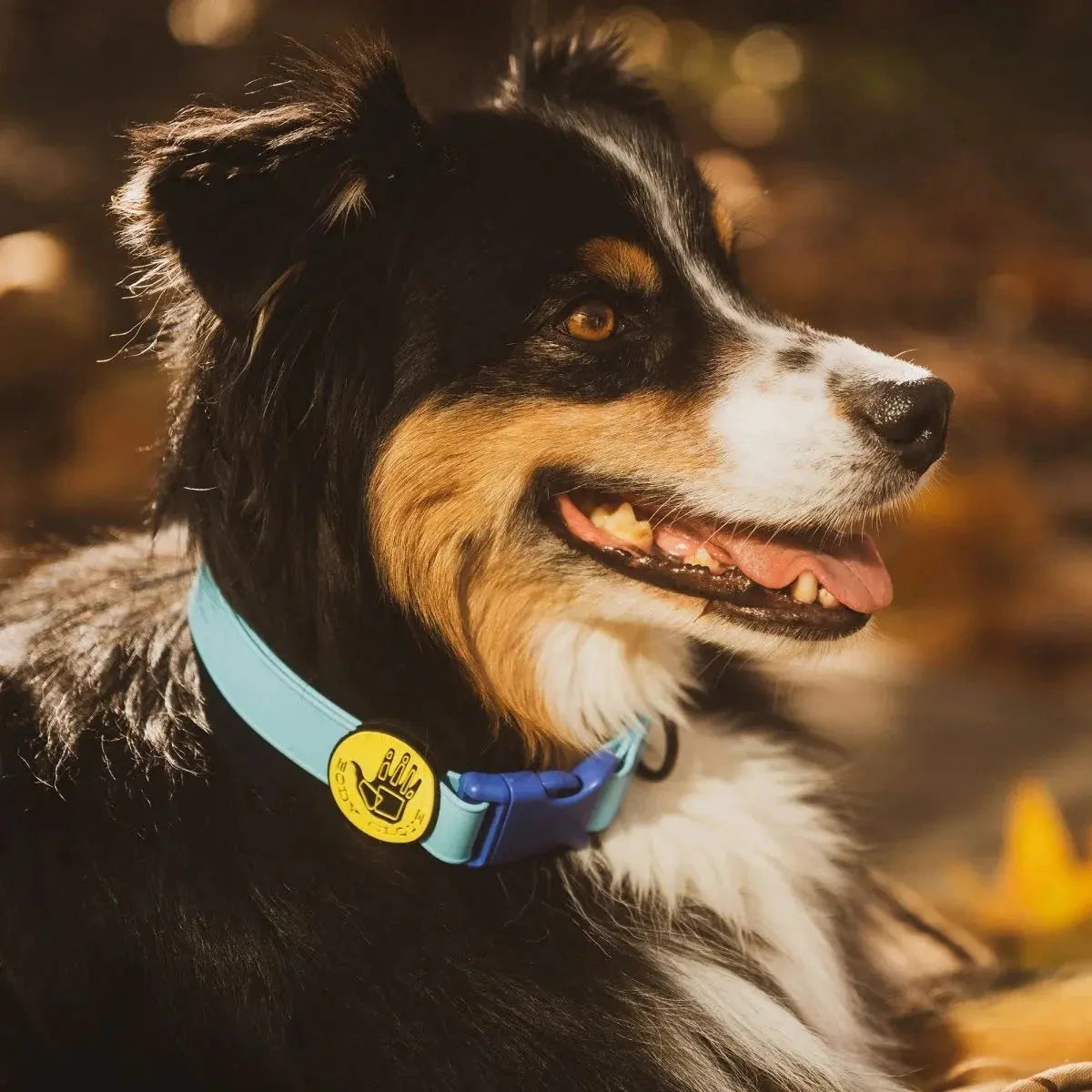 Body Glove Biothane Dog Collar - American Bark Bliss