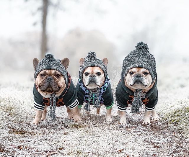 Knitted Pet Hats with Fluffy Ball for Winter - American Bark Bliss