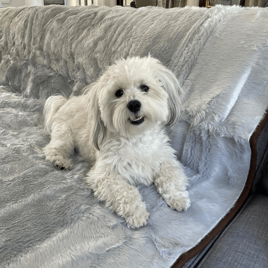 Short Fur Waterproof Throw Blanket for Pets - American Bark Bliss