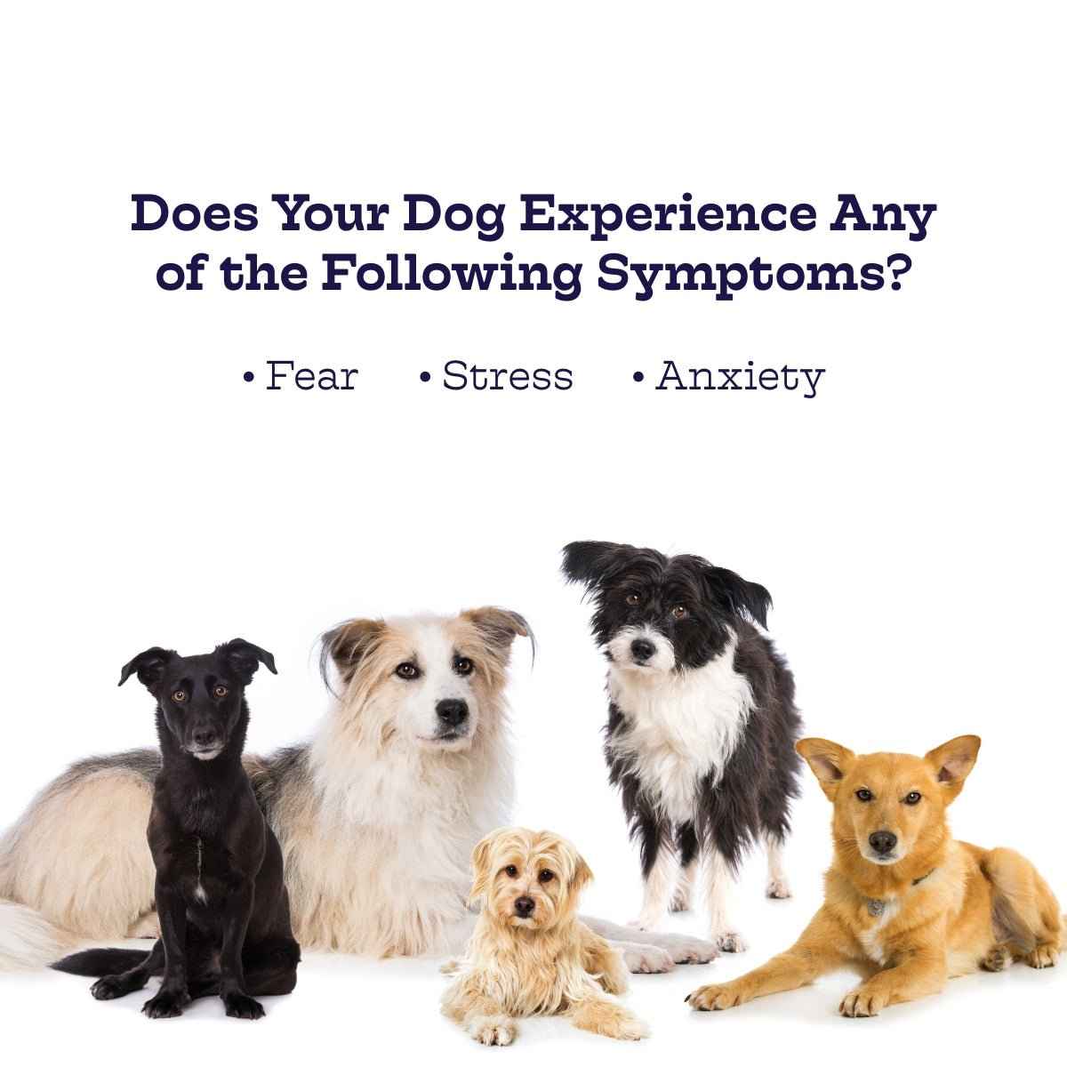 Dog Anxiety Chews for Relaxation and Comfort - American Bark Bliss