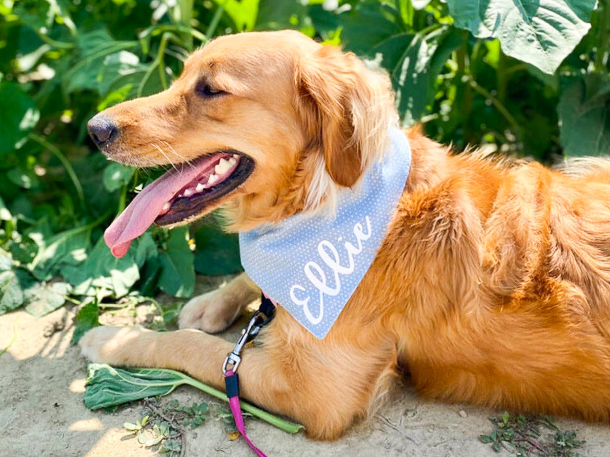 "Happy New Year" Dog Bandana - American Bark Bliss