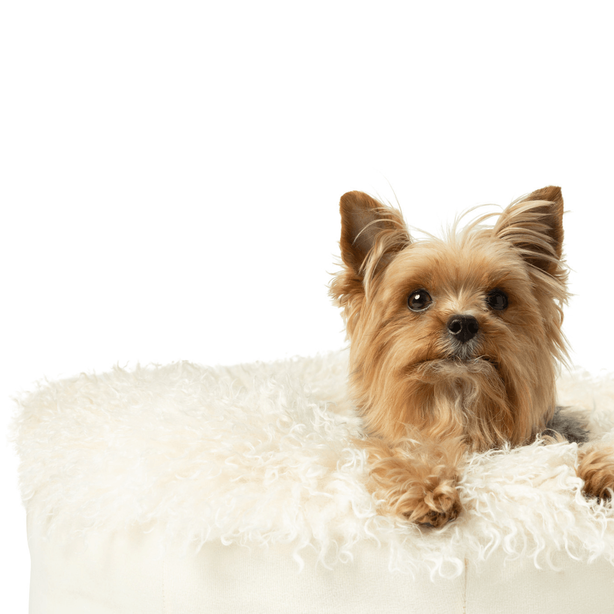 Luxe Faux Fur Donut Dog Bed for Small Dogs - American Bark Bliss