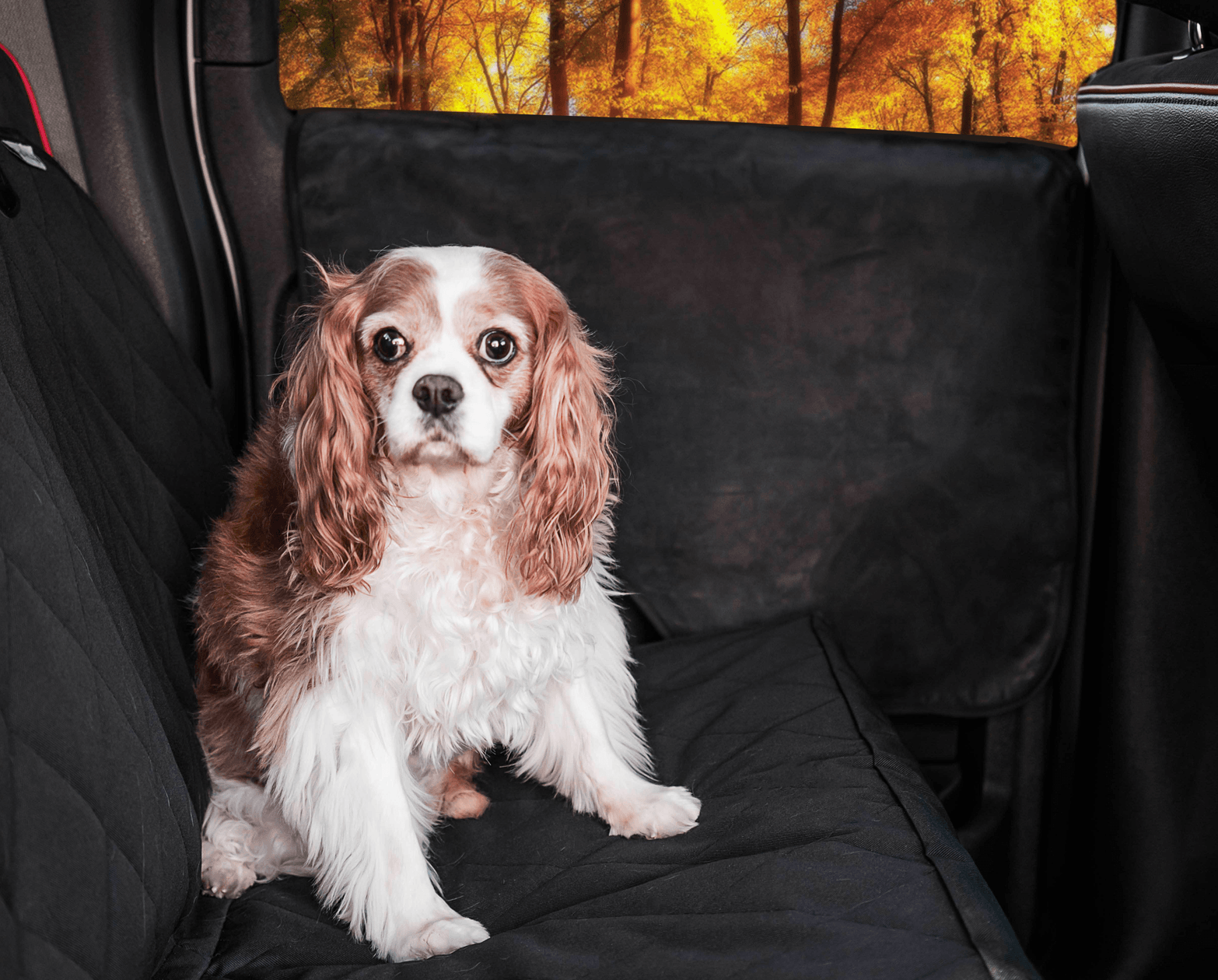 PupProtector™ Car Door Guard for Pets - American Bark Bliss