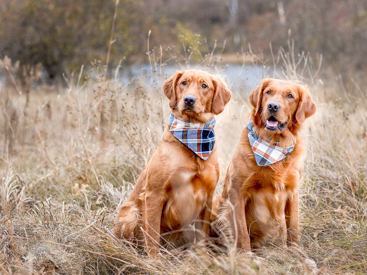 "Coffins" Dog Bandana - American Bark Bliss