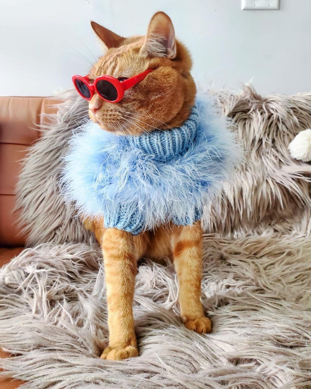 Luxury Feathered Pet Sweater - American Bark Bliss