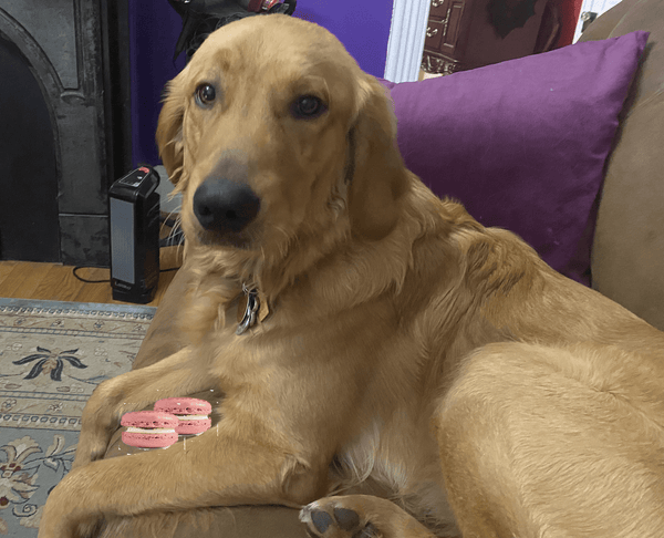 Nutty Canine Delights