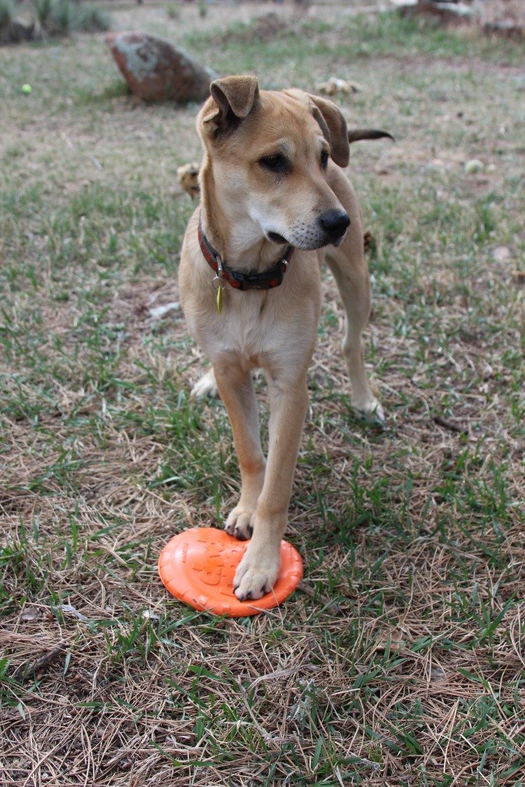 Bottle Top Flyer Durable Rubber Retrieving Frisbee - Orange - American Bark Bliss