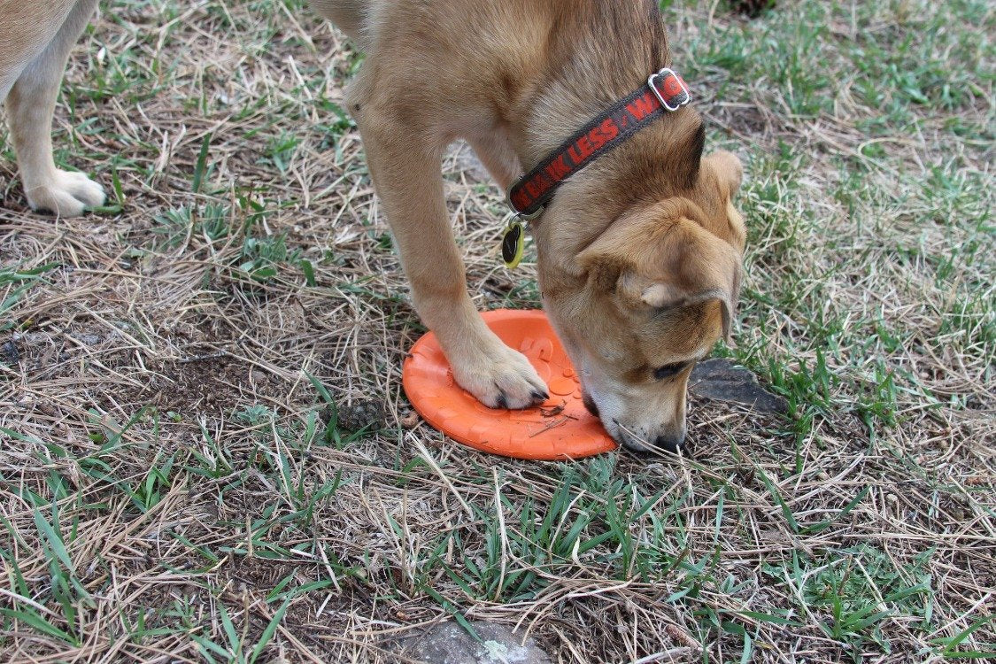 Bottle Top Flyer Durable Rubber Retrieving Frisbee - Orange - American Bark Bliss
