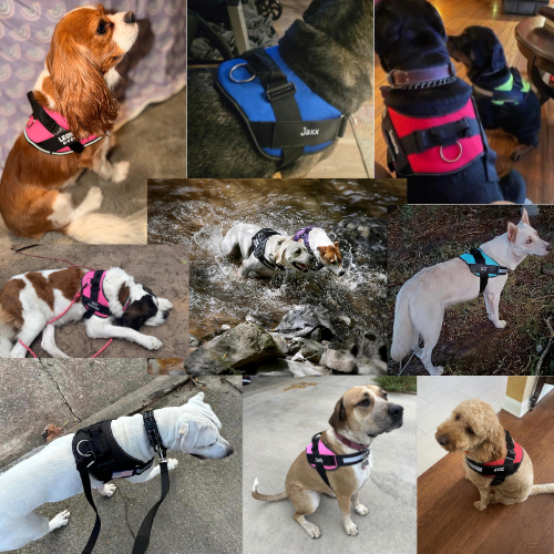 Easy On, No-Pull Dog Harness