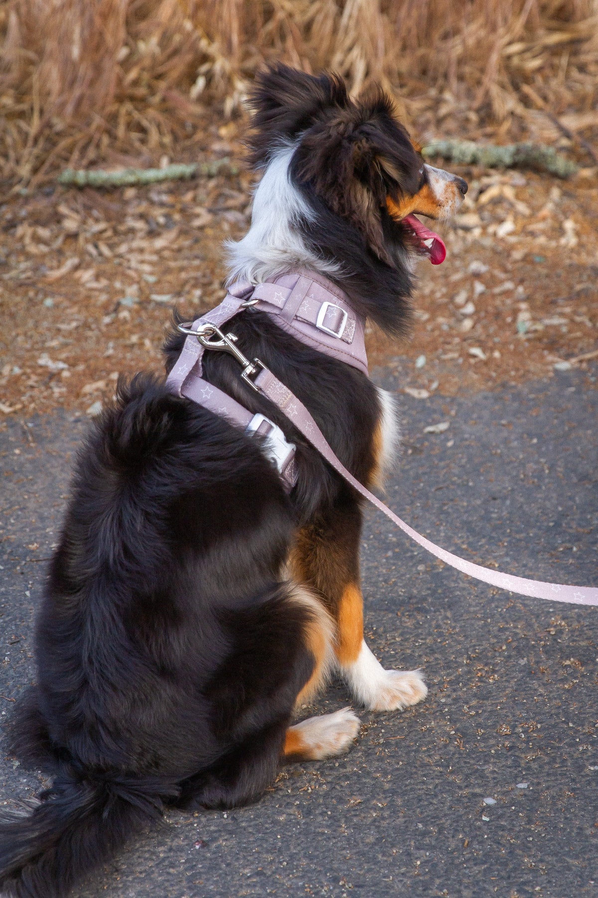 Asteria Leash - American Bark Bliss