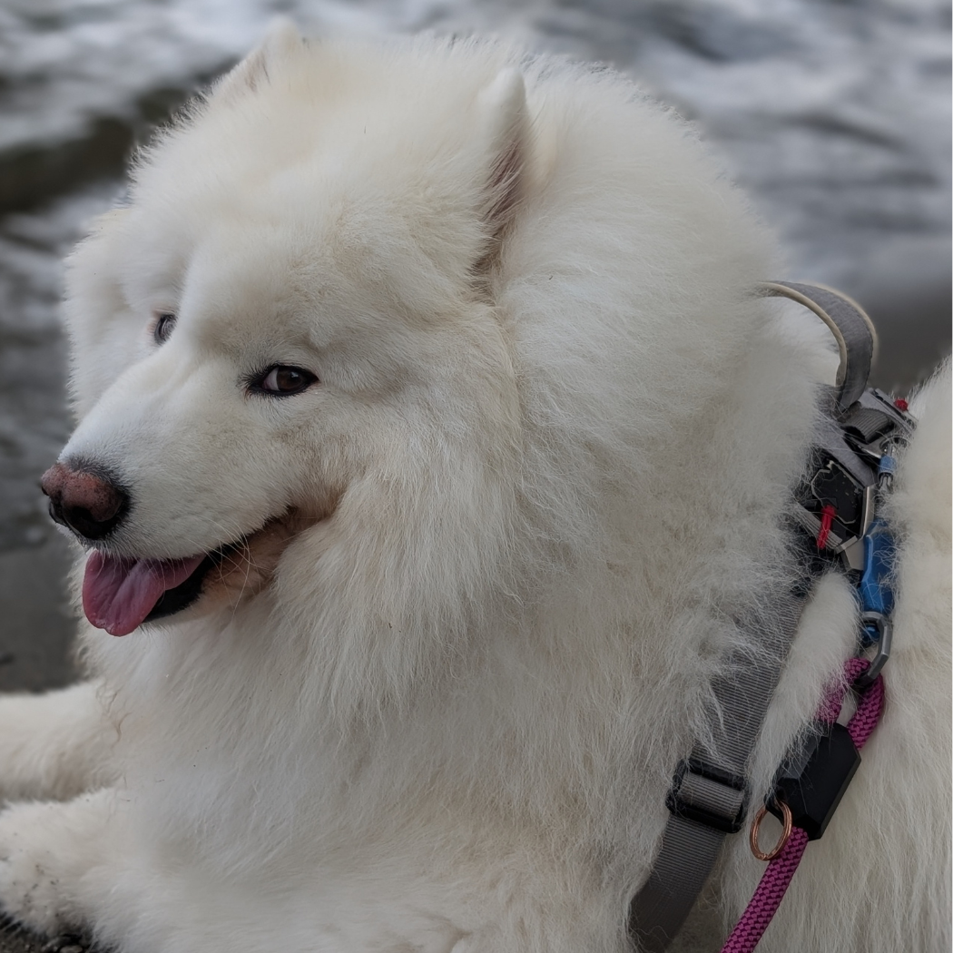 Patented Magnetic Dog Leash - American Bark Bliss