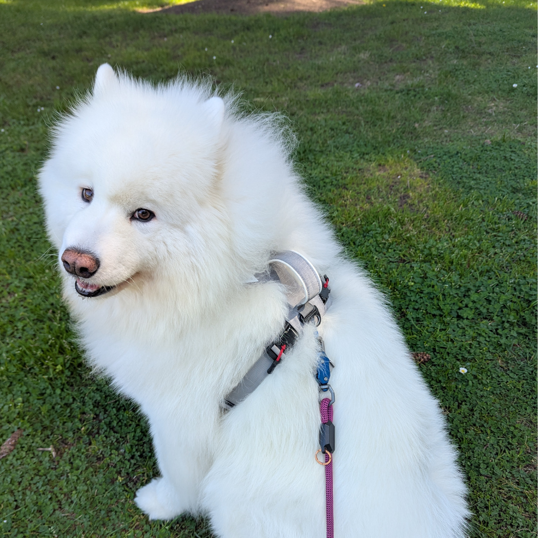 Magnetic Dog Harness - American Bark Bliss