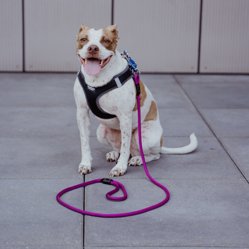 Patented Magnetic Dog Leash - American Bark Bliss