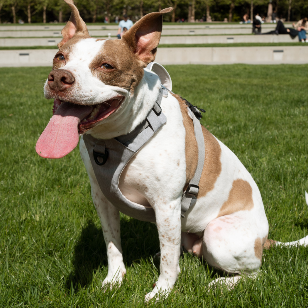Magnetic Dog Harness - American Bark Bliss