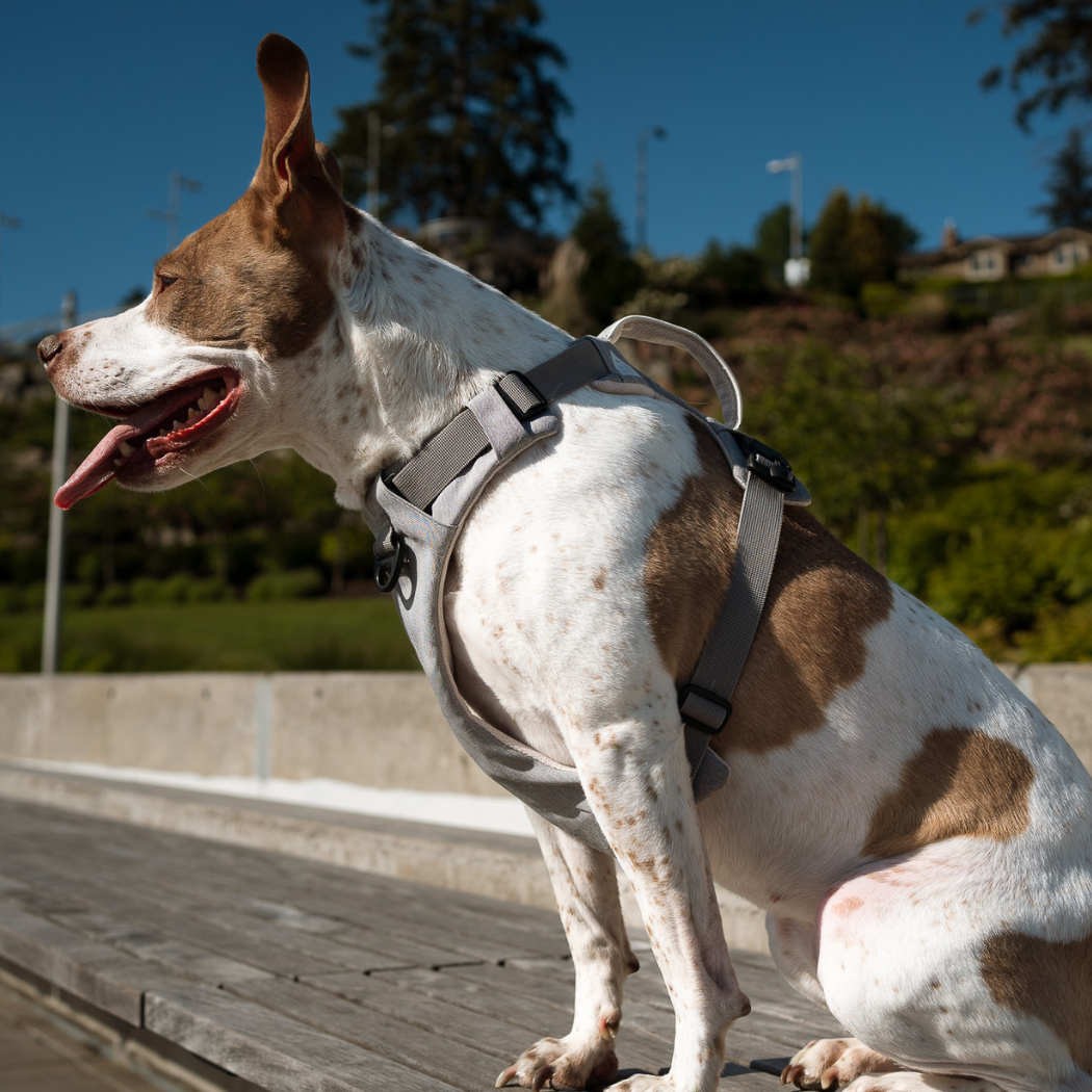 Magnetic Dog Harness - American Bark Bliss