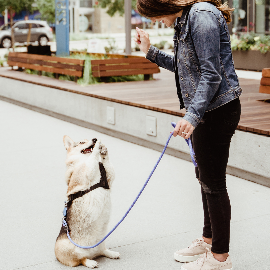 Patented Magnetic Dog Leash - American Bark Bliss