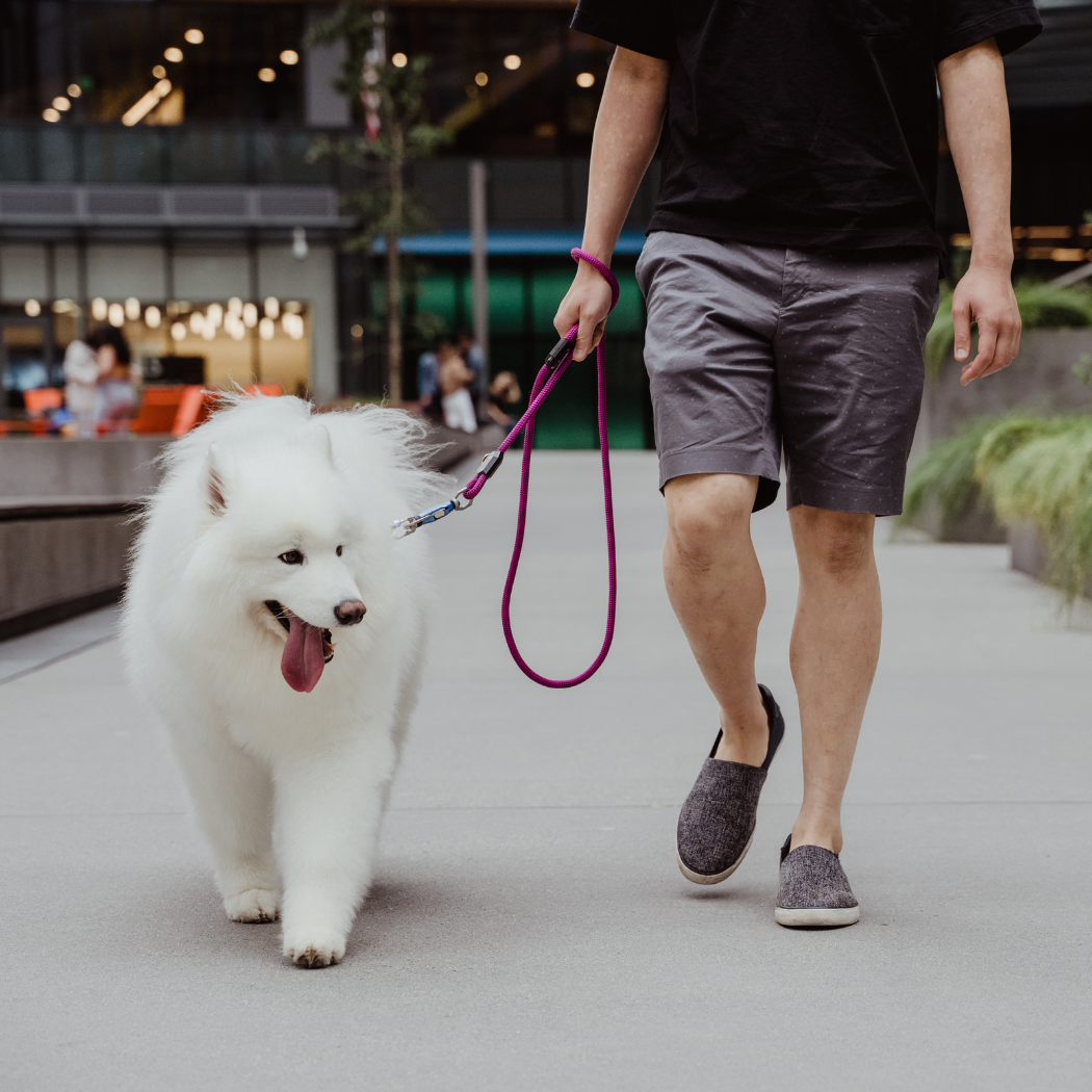 Patented Magnetic Dog Leash - American Bark Bliss