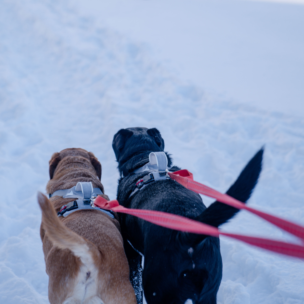 Magnetic Dog Harness - American Bark Bliss