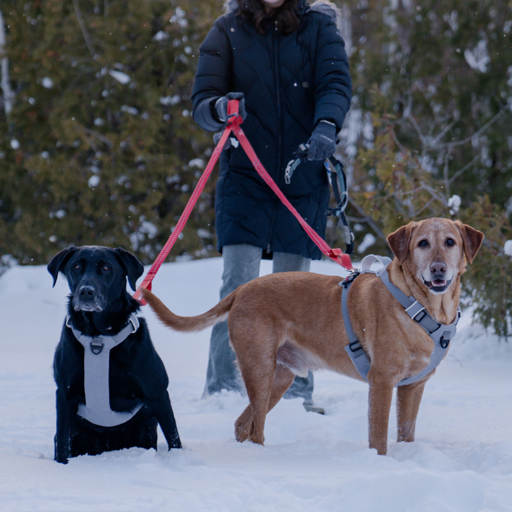 Magnetic Dog Harness - American Bark Bliss